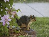 Squirrel and clematis