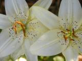 White Lilies.JPG