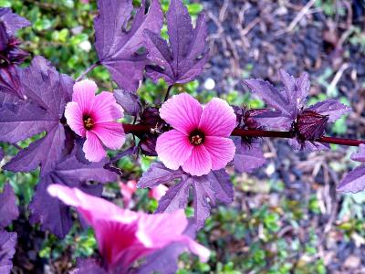 pink hawaiian flowers.jpg
