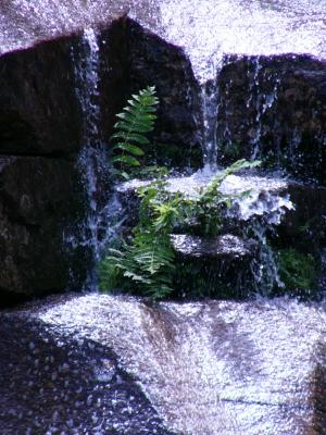 water over fern.jpg