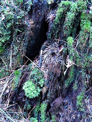 knoll in rotted stump.jpg