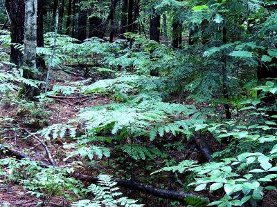 ferns in woods