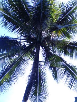 under a palm.jpg