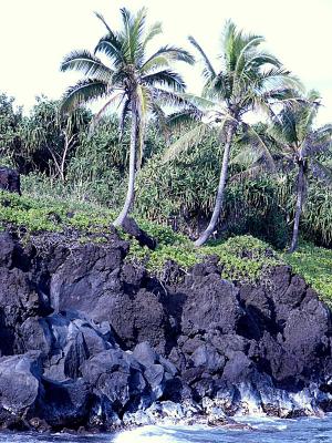 pacific palms.jpg