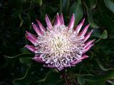 very cool hawaiian flower.jpg