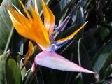 bird of paradise.jpg