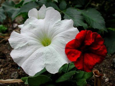 White  Red - Petunia