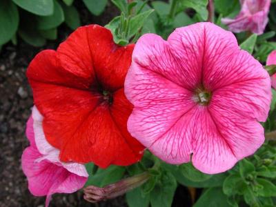 u36/luckytrev/medium/19571700.RedPinkPetunia.jpg