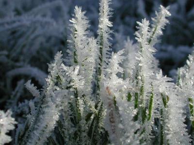 Frosty Grass