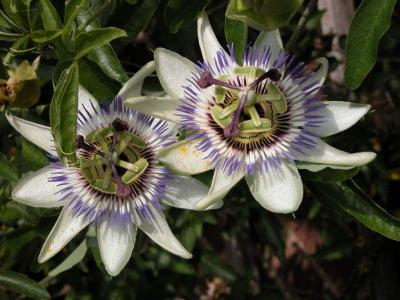 Passion flower