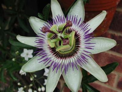 Passion flower.(896)