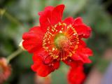 Red and Yellow