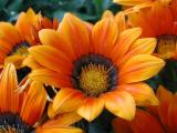 Macro Flower (680)