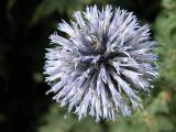 Globe Thistle