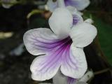 Gloxinia