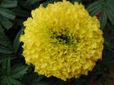 Marigold
