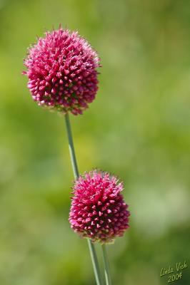 Pink Flower