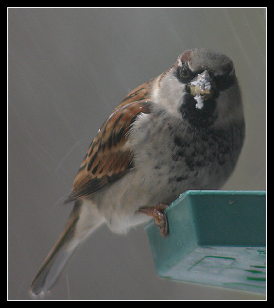Passer domesticus
