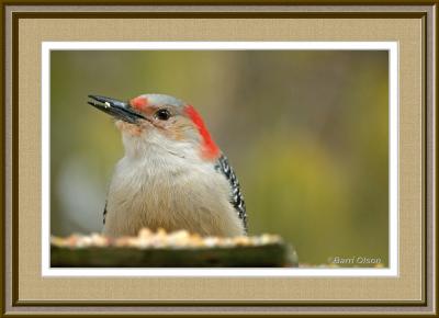 Closeup - Woodpecker