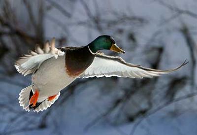 Backlit Winter Flyer - Duck