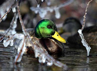 Peeking Through the Ice - Duck