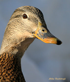Curious Camille - Mallard Duck