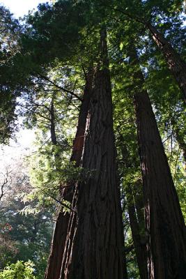 Giant Redwoods, Muir Woods National Park