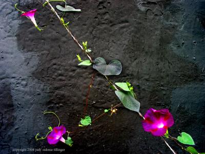 9.26 glory in purple