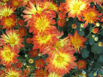 Chrysanthemum Sunset