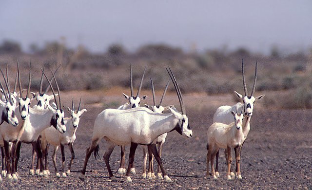 061 Arabian Oryx.jpg