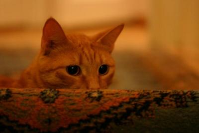 Tiger watching