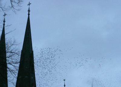 Jackdaws around the cathedral