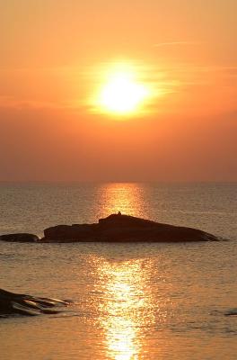 Seagull watching sunset