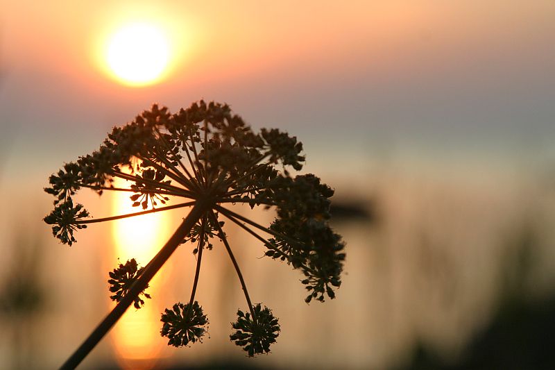 August 4: Angelica archangelica L.