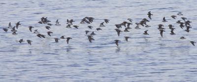 Sandpipers.jpg