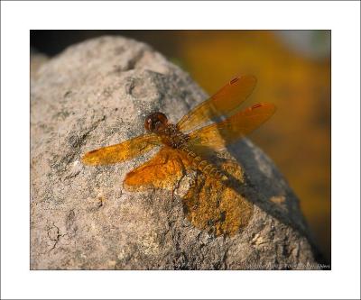 Dragonfly