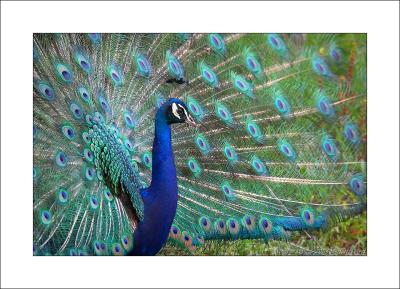 Peacock Displays