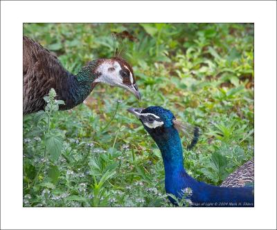 Peacock Couple