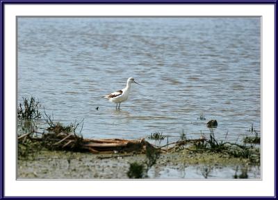 IMG_6007ps{Q}.jpg