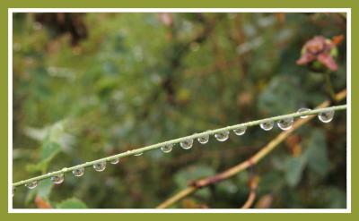 Raindrops all in a row..