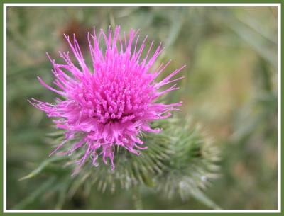 Red thistle.
