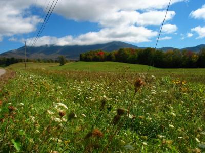 Flowers and peaks