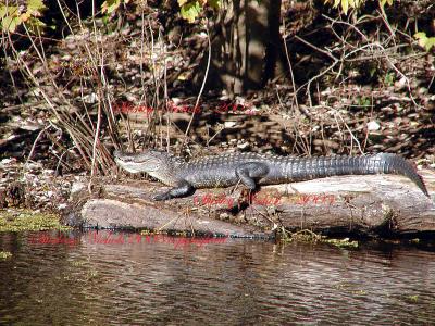 Louisiana Ally-Gators