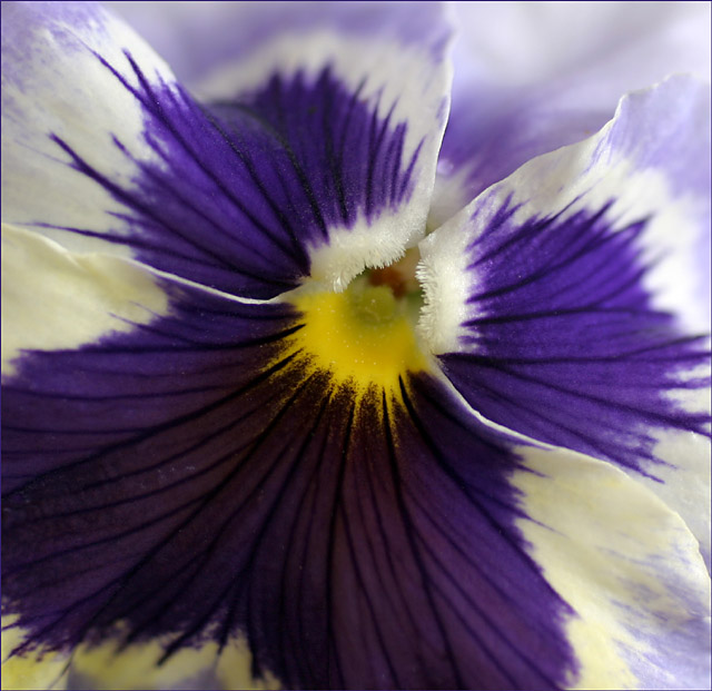 pansy2.