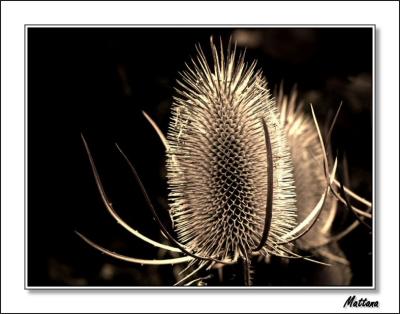 Teasel