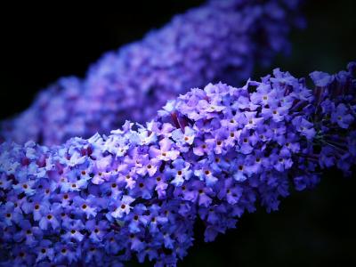 Buddleja