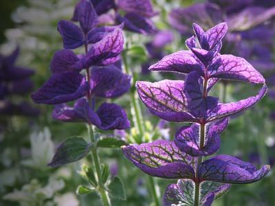 Salvia Viridis