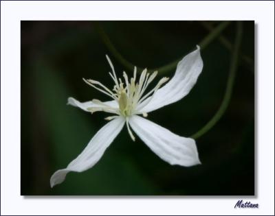 Clemetis