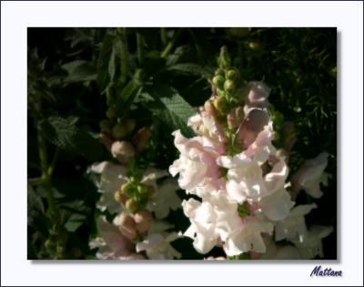 Antirrhinum