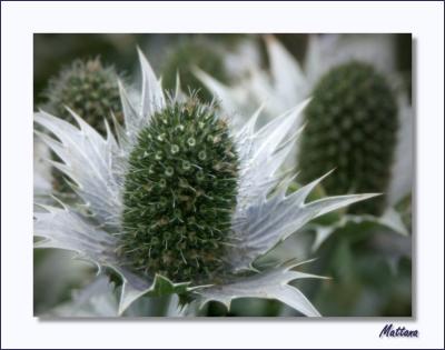 Eryngium - Sea Holly